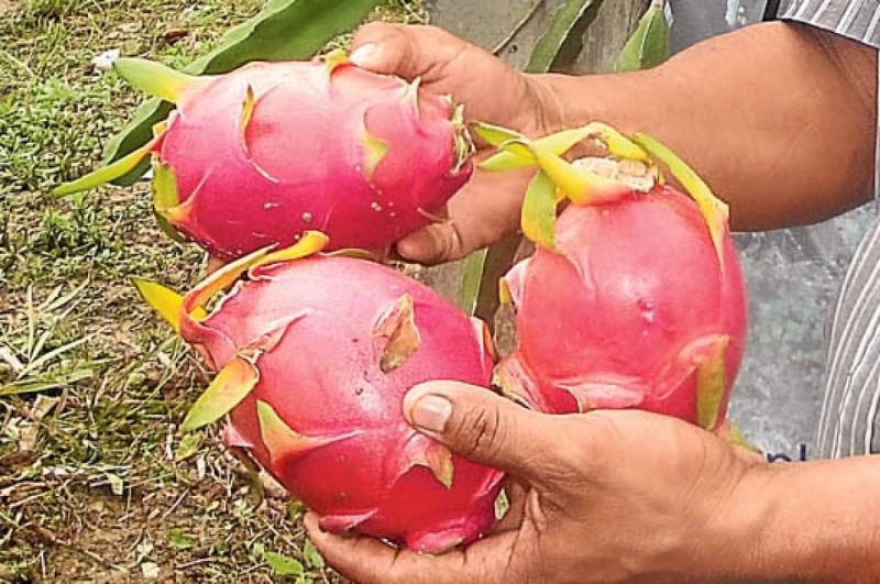 ¿Por qué la pitahaya no surge todavía como fruto de exportación en Perú?