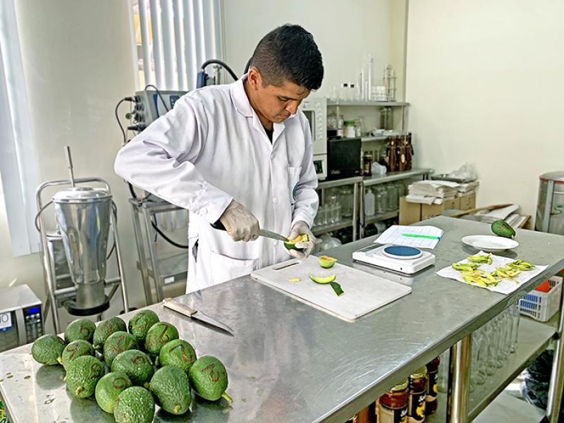 Porcentaje de materia seca y contenido de aceite en palta no serían decisivos en maduración de la fruta