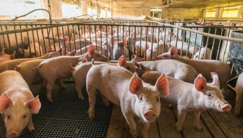 Porcicultores peruanos se alistan para exportar carne de cerdo a China a partir del próximo año