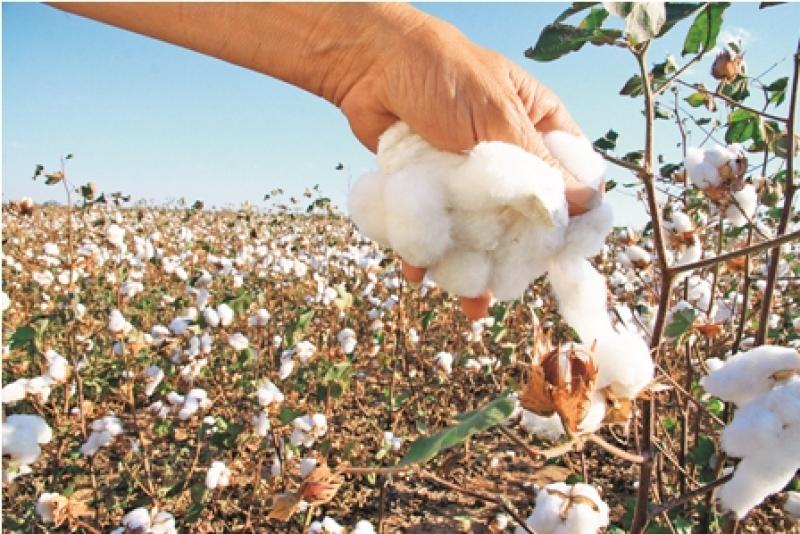 Postergarían 15 días el inicio de la campaña de algodón en Lambayeque