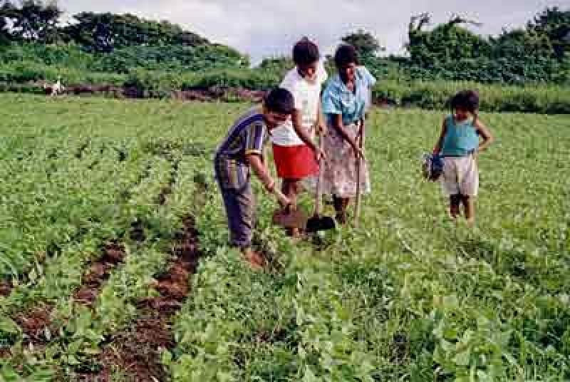 POTENCIAR CONOCIMIENTOS TRADICIONALES DE AGRICULTORES FAMILIARES AYUDARÍA A ENFRENTAR EL CAMBIO CLIMÁTICO