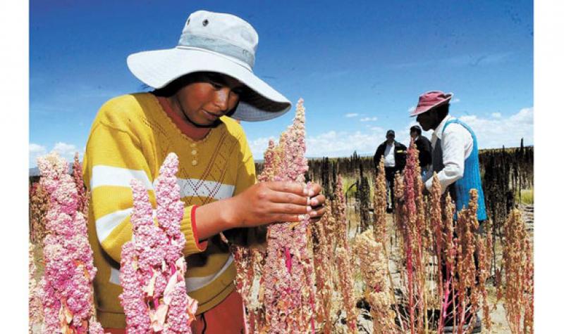 POTENCIARÁN MERCADO Y  PRODUCCIÓN DE QUINUA EN REGIÓN ANDINA