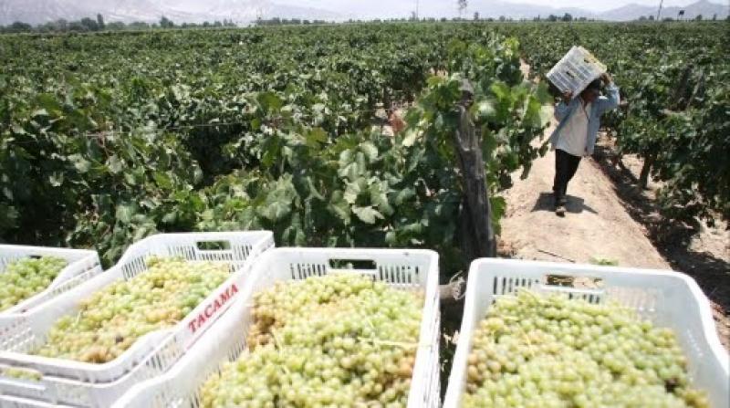 Precio de uvas pisqueras y vitivinícolas cayó 25% en la actual campaña
