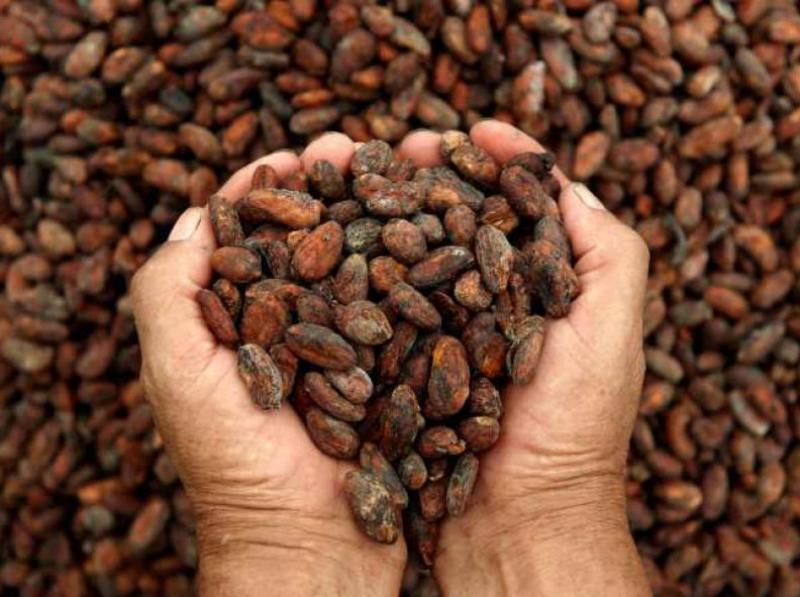 Precio del cacao sigue creciendo