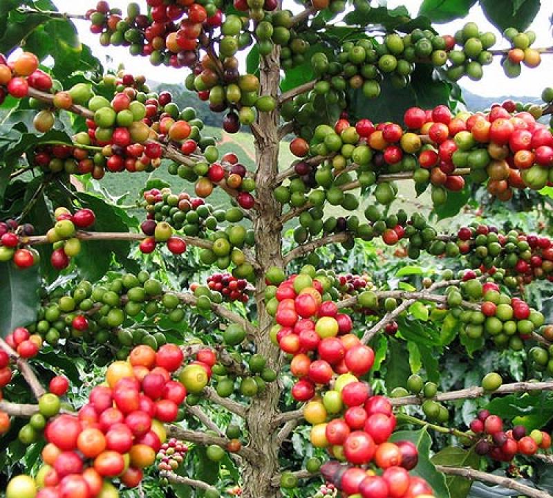 PRECIO DEL CAFÉ se SITUARíA ENTRE US$ 3,5 Y US$ 4 POR kilo