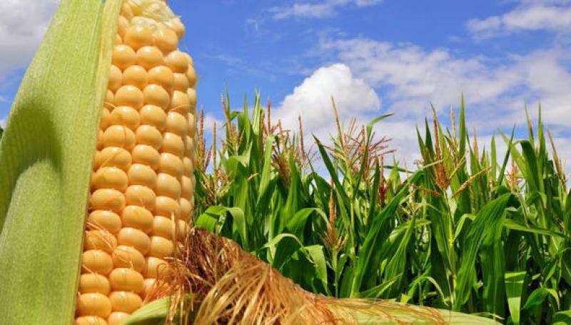 Precio del maíz alcanza su máximo en nueve años