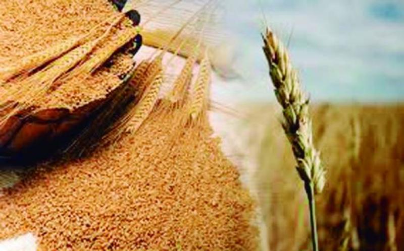 Precio del trigo baja a su menor nivel en una década