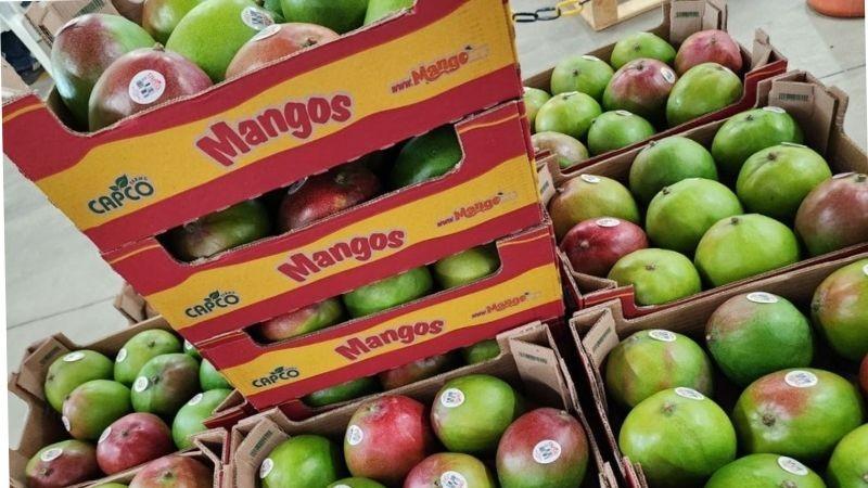 “Precios que solicitan productores de mango no se ajustarían a la realidad del mercado internacional”