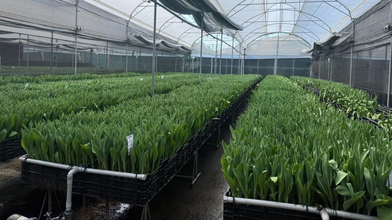 Premium Flowers se alista para exportar sus tulipanes producidos en Huaraz