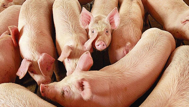 Preocupación en Australia por un virus en cerdos con potencial zoonótico