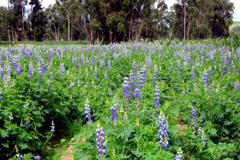 Presenta nueva variedad de Tarwi con alta calidad genética que incrementará rentabilidad del agricultor