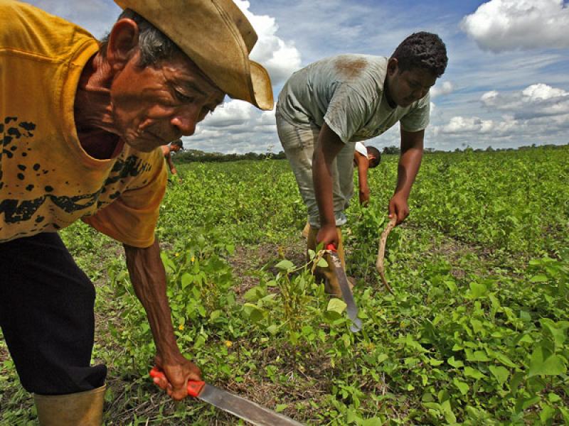 PRESENTAN PERSPECTIVAS AGRÍCOLAS OCDE-FAO