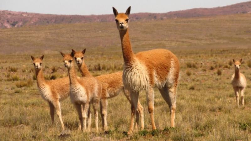 Presentan proyectos de ley para fortalecer a las comunidades campesinas en el aprovechamiento sostenible de las vicuñas, guanacos y sus híbridos