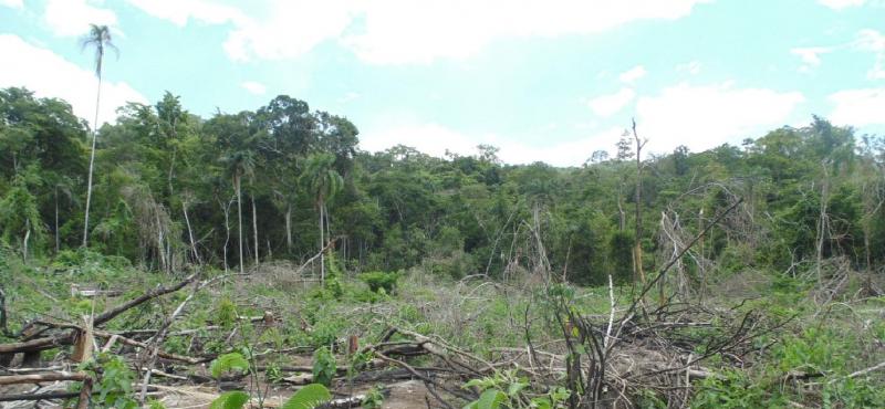 PRESENTARÁN RESULTADOS DE INVENTARIO BIOLÓGICO REALIZADO EN BOSQUES SECOS