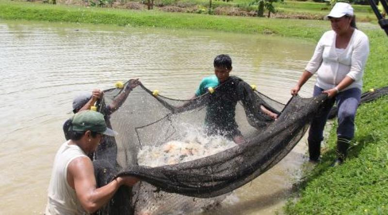 Préstamo del Banco Mundial por S/ 120 millones y mejoras tributarias impulsarán la acuicultura