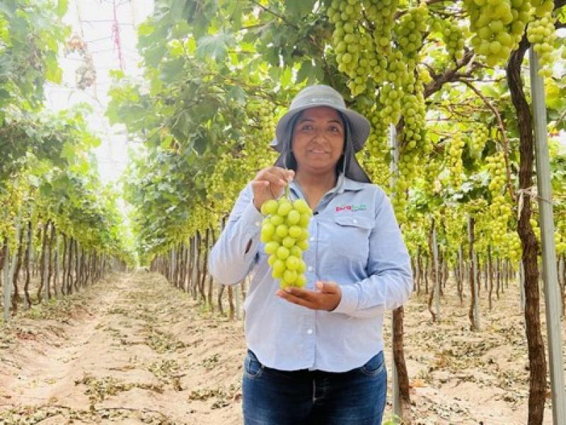 Primeras exportaciones de uva de mesa ecológica de Perú a Estados Unidos son un éxito para Pura Fruit