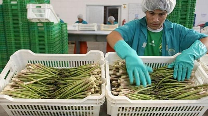 Procedimientos de certificación sanitaria y fitosanitaria de productos vegetales para exportación serán publicados