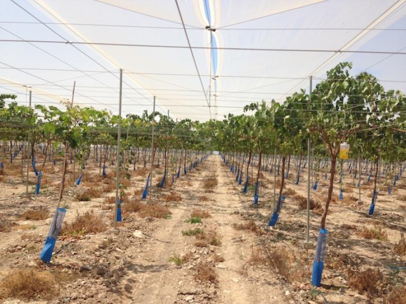 Procompite financia instalación de 20 hectáreas de uva de mesa