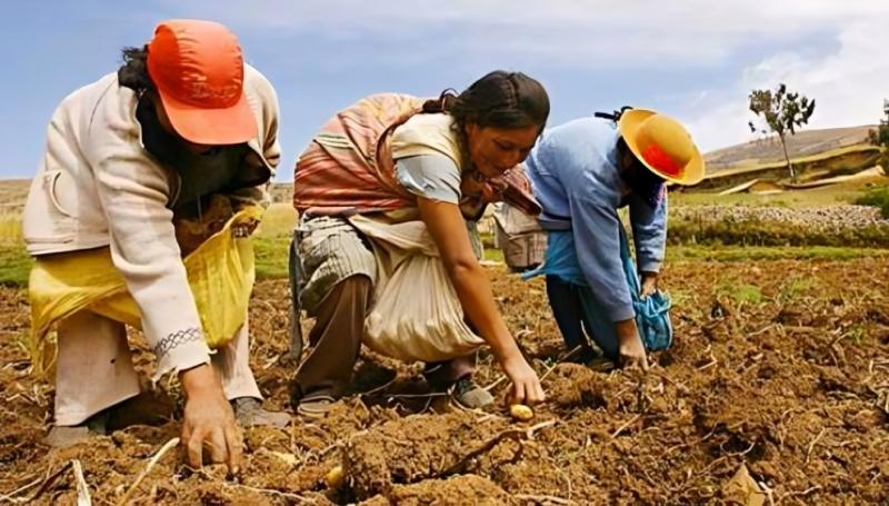 Producción agropecuaria crecería 2.4% al cierre del 2024