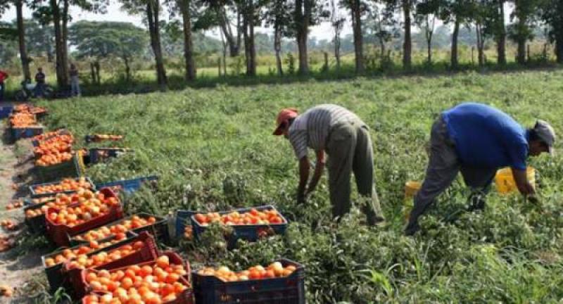 PRODUCCIÓN AGROPECUARIA CRECIÓ 0.7%