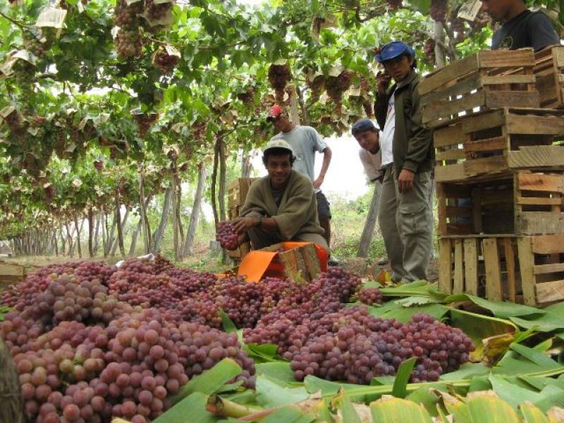 PRODUCCIÓN AGROPECUARIA CRECIÓ 0.8%