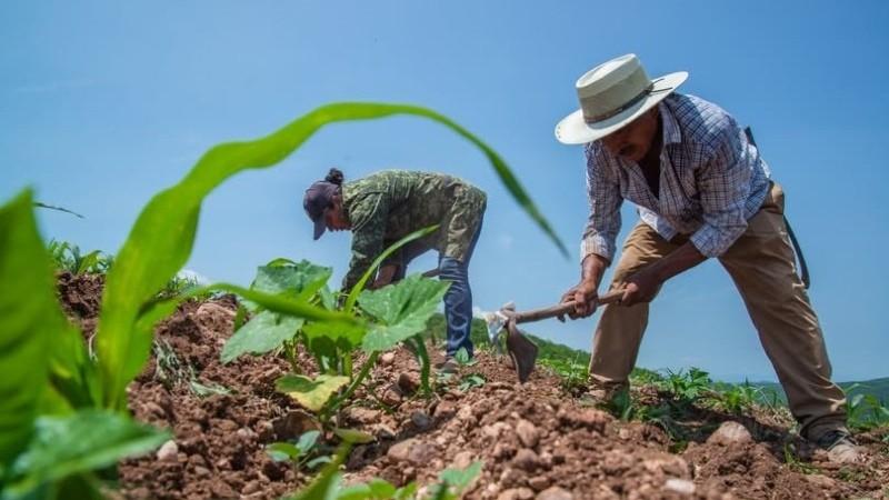 Producción agropecuaria disminuyó 8.12% en junio de 2026