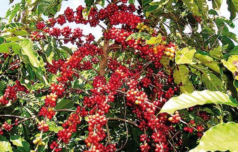 PRODUCCIÓN AGROPECUARIA HABRÍA CRECIDO 2.8% EN EL 2015 Y SE PROYECTA A 3.4% PARA ESTE AÑO