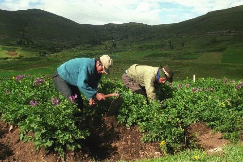 PRODUCCIÓN AGROPECUARIA SE INCREMENTÓ EN 1.6% EN OCTUBRE