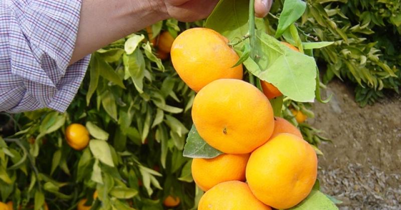 PRODUCCIÓN CITRÍCOLA PERUANA CONSUME MAS DE 280 TONELADAS DE ACEITE AGRÍCOLA AL AÑO