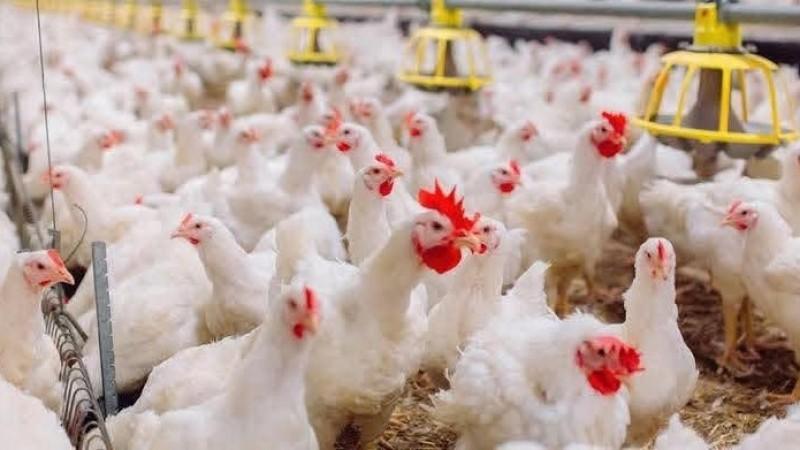 Producción de ave creció 1.7% en agosto del 2026