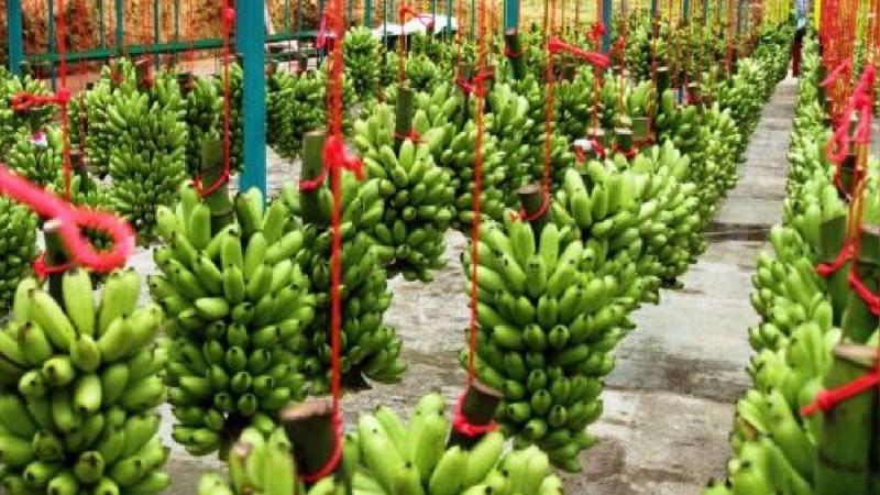 Producción de banano de Latinoamérica alcanzaría 36 millones de toneladas para 2030