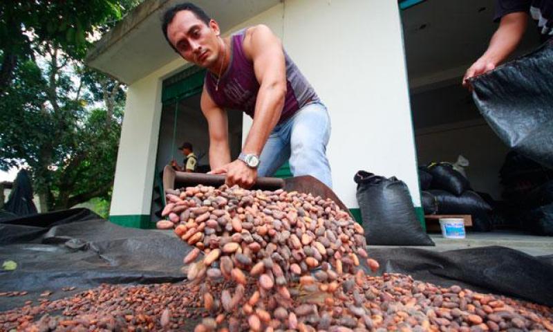 PRODUCCIÓN DE CAFÉ CAYÓ 23% POR SECUELA DE LA ROYA AMARILLA DE ENERO A MAYO PASADOS