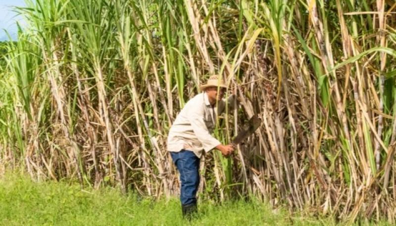 Producción de caña alcanzó las 823.596 toneladas en febrero de 2026