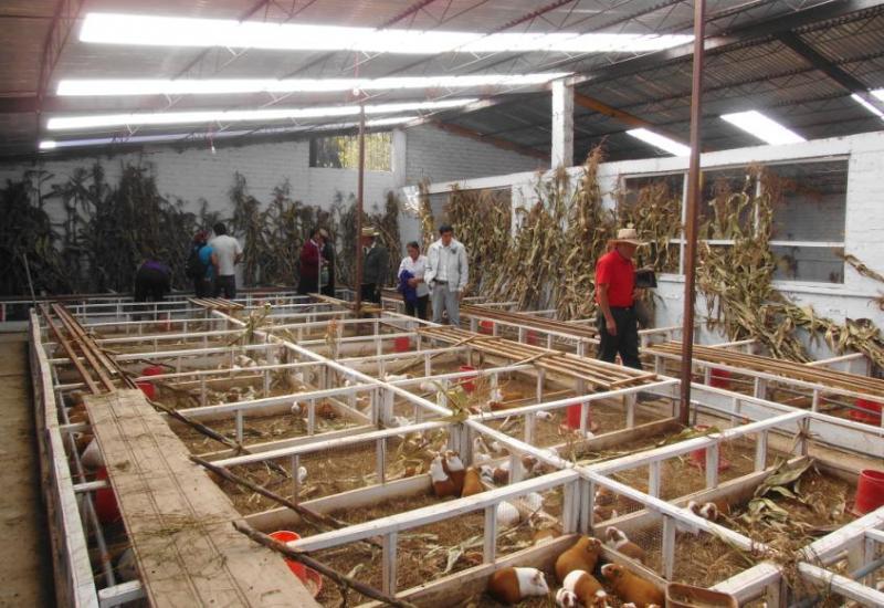 Producción de cuy en Perú creció 50% en los últimos cinco años