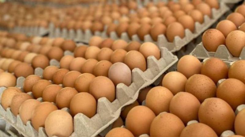 Producción de huevos en las granjas del sur del país es 10 % más baja, por escasez de torta de soya a nivel nacional