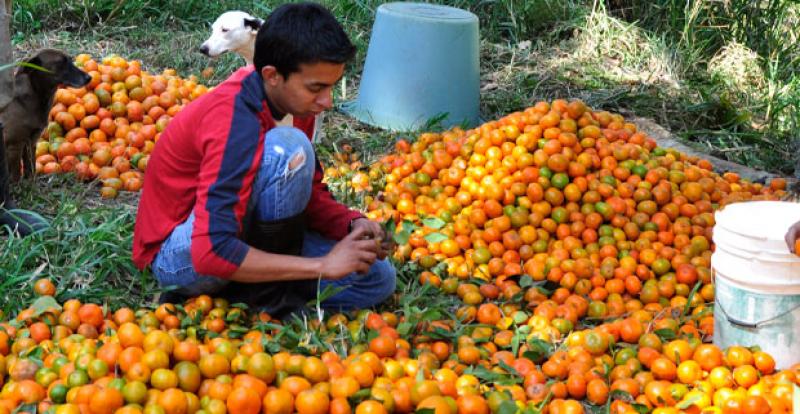 PRODUCCIÓN DE MANDARINA CRECERÍA 8.5% ESTE AÑO 