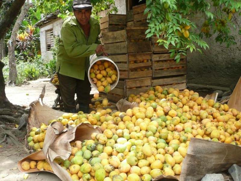 PRODUCCIÓN DE MANGO CRECIÓ 57.1% EN NOVIEMBRE DEL 2013