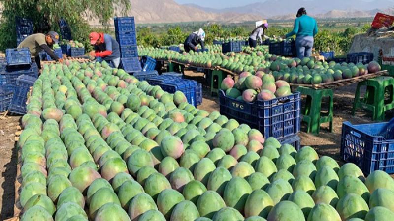 Producción de mango de Perú alcanzaría entre 450 mil y 500 mil toneladas en la campaña 2025/2026