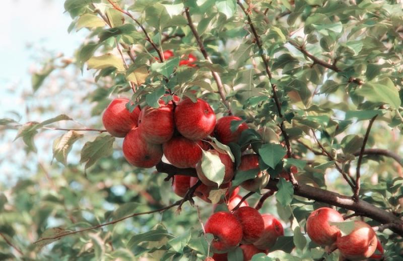 Producción de manzana en Estados Unidos alcanzará más de 10.700 millones de libras, en la campaña 2022/2023, representando un aumento de 3%