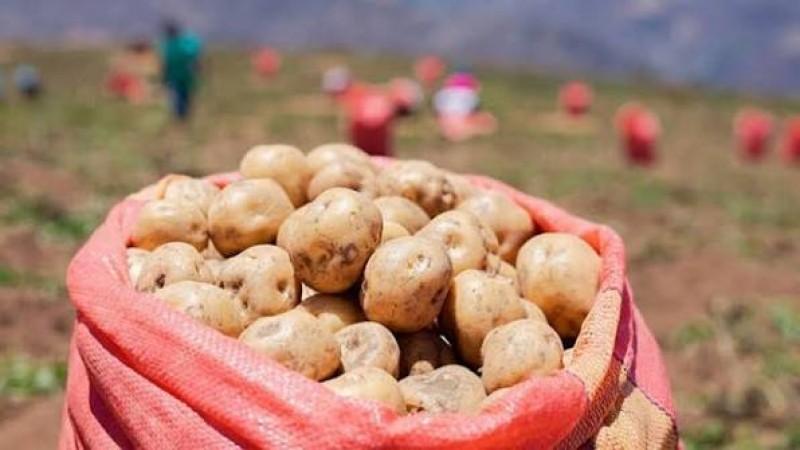 Producción de papa de Perú cayó 19.6% en julio de 2026