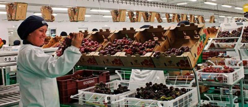Producción de uva de mesa en Piura sería en volumen un 50% inferior
