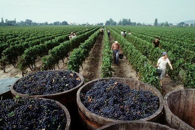 PRODUCCIÓN DE UVAS CRECERÁ 26.3% ESTE AÑO Y 30% EN EL 2014