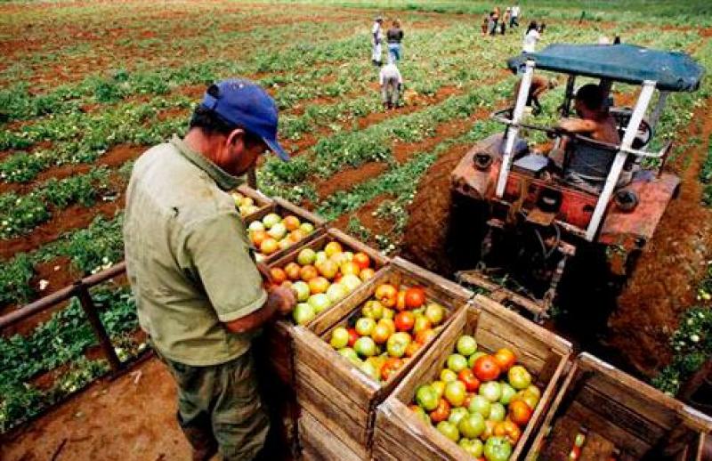 Producción del sector agropecuario disminuyó 2.55% en marzo del 2017