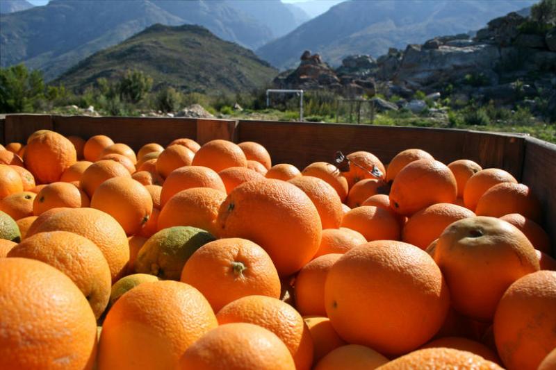 Producción global de naranjas para campaña 2020/2021 llegaría a 48.6 millones de toneladas