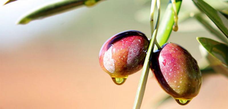 PRODUCCIÓN MUNDIAL DE ACEITE DE OLIVA CAERÍA 19% 