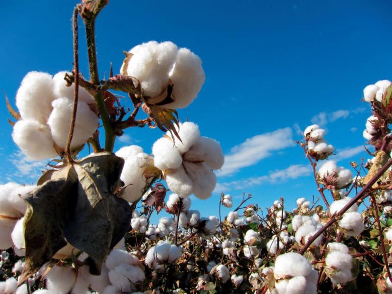 Producción mundial de algodón alcanzaría los 25 millones de toneladas en la campaña 2021/2022