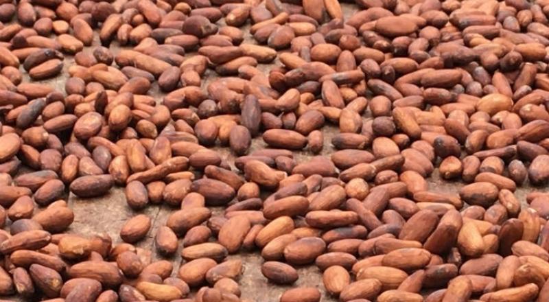 Producción mundial de cacao alcanzaría los 5.1 millones de toneladas en la campaña 2020/2021