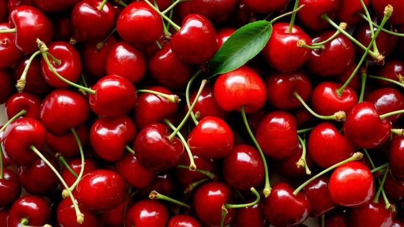 Producción mundial de cerezas frescas caería más de 10% en volumen en la temporada 2025-2026