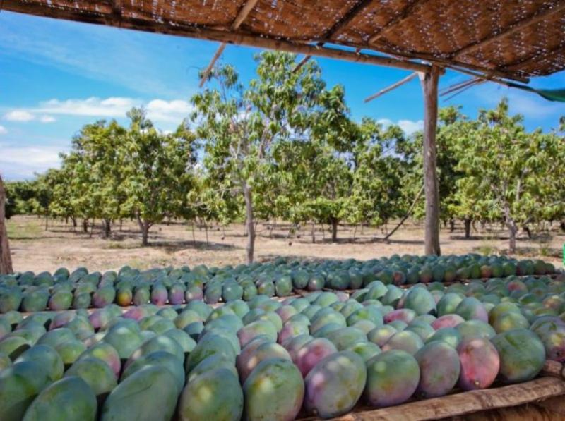 Producción mundial de mangos, mangostanes y guayabas alcanzarían los 84 millones de toneladas para 2030, aumentando a una tasa de 3.3% anual durante este período