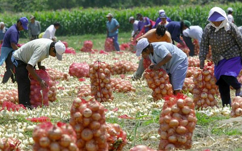 Producción Nacional Agropecuaria creció 2.2% en el primer cuatrimestre del año